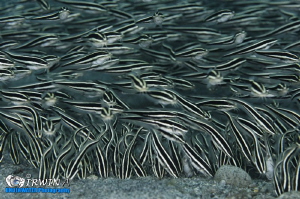 M A N Y 
Catfish
Dumaguete, Philippines. July 2014 by Irwin Ang 